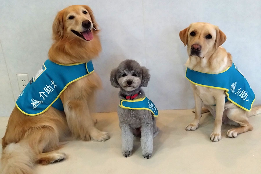 一般社団法人Dog for Life Japan「介助犬・聴導犬を学ぶ」